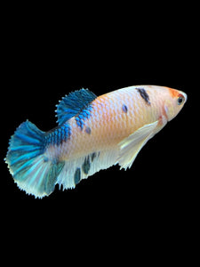 Female Halfmoon Plakat - Candy Dumbo #365 - Live Betta Fish