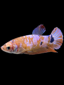 Female Halfmoon Plakat - Candy #368 - Live Betta Fish