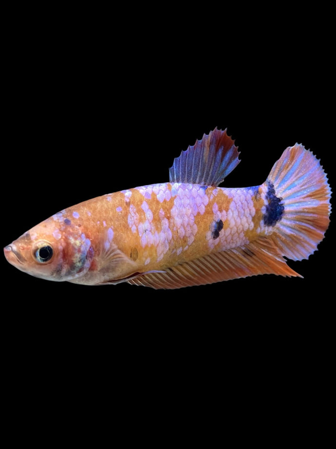 Female Halfmoon Plakat - Candy #368 - Live Betta Fish