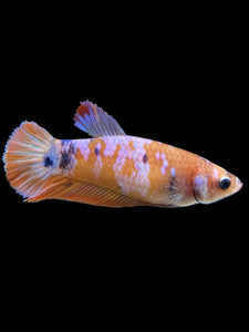 Female Halfmoon Plakat - Candy #368 - Live Betta Fish