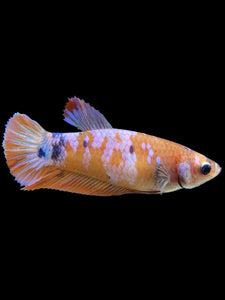 Female Halfmoon Plakat - Candy #368 - Live Betta Fish