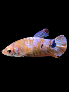 Female Halfmoon Plakat - Candy #368 - Live Betta Fish