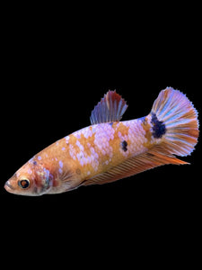 Female Halfmoon Plakat - Candy #368 - Live Betta Fish