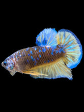 Load image into Gallery viewer, Male Halfmoon Plakat - Blue Galaxy #369 - Live Betta Fish
