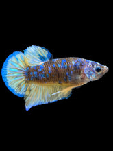 Load image into Gallery viewer, Male Halfmoon Plakat - Blue Galaxy #369 - Live Betta Fish
