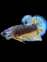 Load image into Gallery viewer, Male Halfmoon Plakat - Blue Galaxy #369 - Live Betta Fish
