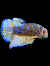 Load image into Gallery viewer, Male Halfmoon Plakat - Blue Galaxy #369 - Live Betta Fish
