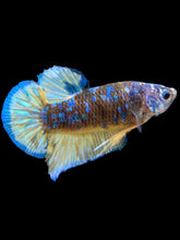 Load image into Gallery viewer, Male Halfmoon Plakat - Blue Galaxy #369 - Live Betta Fish
