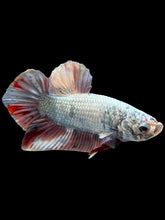 Load image into Gallery viewer, Male Halfmoon Plakat - Candy Copper #370 - Live Betta Fish
