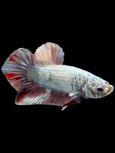 Male Halfmoon Plakat - Candy Copper #370 - Live Betta Fish