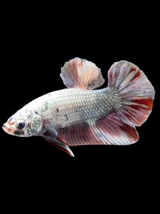 Male Halfmoon Plakat - Candy Copper #370 - Live Betta Fish