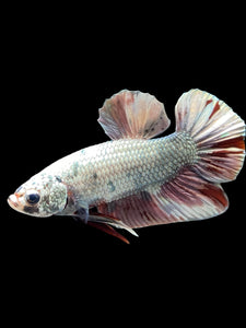 Male Halfmoon Plakat - Candy Copper #370 - Live Betta Fish