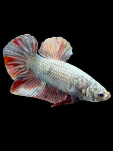 Male Halfmoon Plakat - Candy Copper #370 - Live Betta Fish