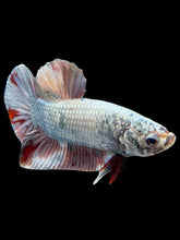 Load image into Gallery viewer, Male Halfmoon Plakat - Candy Copper #370 - Live Betta Fish
