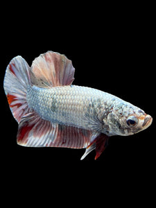 Male Halfmoon Plakat - Candy Copper #370 - Live Betta Fish