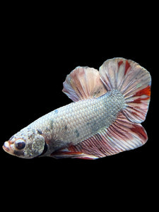 Male Halfmoon Plakat - Candy Copper #370 - Live Betta Fish