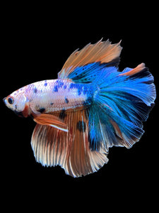 Male Rosetail - Galaxy #371 - Live Betta Fish