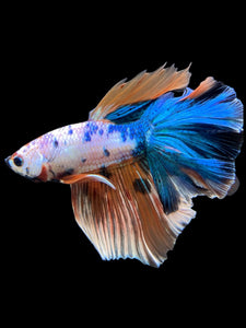 Male Rosetail - Galaxy #371 - Live Betta Fish