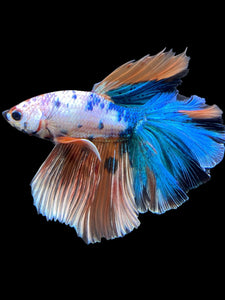 Male Rosetail - Galaxy #371 - Live Betta Fish