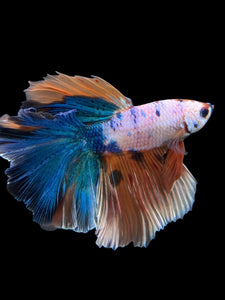 Male Rosetail - Galaxy #371 - Live Betta Fish