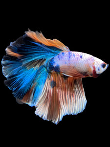 Male Rosetail - Galaxy #371 - Live Betta Fish