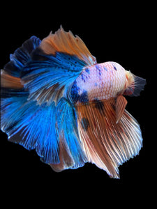 Male Rosetail - Galaxy #371 - Live Betta Fish