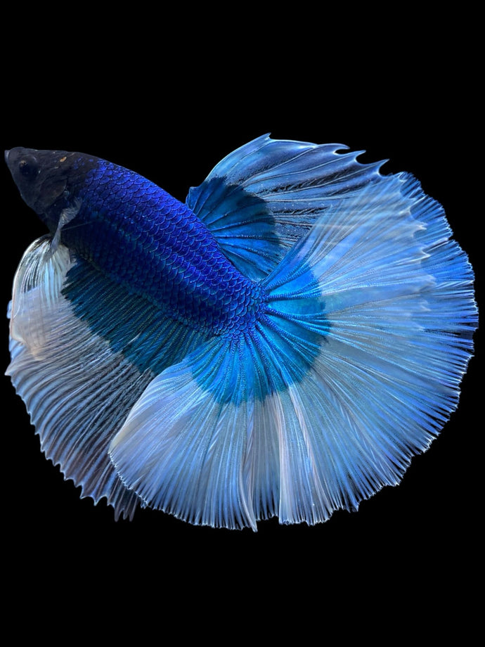 Male Halfmoon - Butterfly #372 - Live Betta Fish