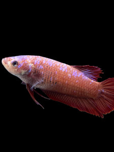 GIANT Female Halfmoon Plakat - Purple Galaxy #373 Live Betta Fish