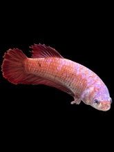 Load image into Gallery viewer, GIANT Female Halfmoon Plakat - Purple Galaxy #373 Live Betta Fish
