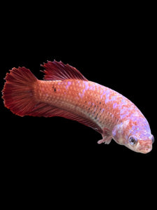 GIANT Female Halfmoon Plakat - Purple Galaxy #373 Live Betta Fish