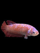 Load image into Gallery viewer, GIANT Female Halfmoon Plakat - Purple Galaxy #373 Live Betta Fish
