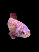 Load image into Gallery viewer, GIANT Female Halfmoon Plakat - Purple Galaxy #373 Live Betta Fish
