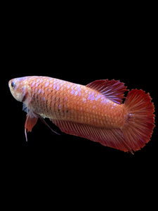 GIANT Female Halfmoon Plakat - Purple Galaxy #373 Live Betta Fish