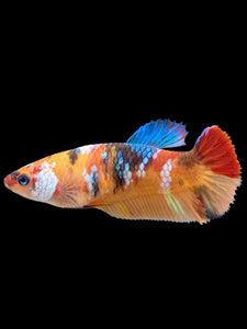 Female Halfmoon Plakat - Galaxy #374 - Live Betta Fish