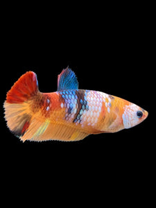 Female Halfmoon Plakat - Galaxy #374 - Live Betta Fish