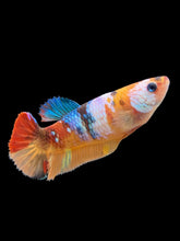 Load image into Gallery viewer, Female Halfmoon Plakat - Galaxy #374 - Live Betta Fish
