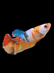 Female Halfmoon Plakat - Galaxy #374 - Live Betta Fish