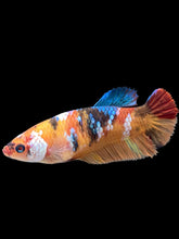 Load image into Gallery viewer, Female Halfmoon Plakat - Galaxy #374 - Live Betta Fish
