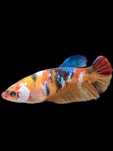 Female Halfmoon Plakat - Galaxy #374 - Live Betta Fish