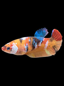 Female Halfmoon Plakat - Galaxy #374 - Live Betta Fish