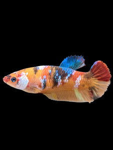 Female Halfmoon Plakat - Galaxy #374 - Live Betta Fish