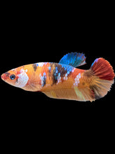 Load image into Gallery viewer, Female Halfmoon Plakat - Galaxy #374 - Live Betta Fish
