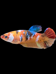 Female Halfmoon Plakat - Galaxy #374 - Live Betta Fish