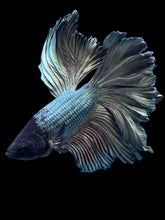 Load image into Gallery viewer, Male Rosetail - Copper #375 - Live Betta Fish
