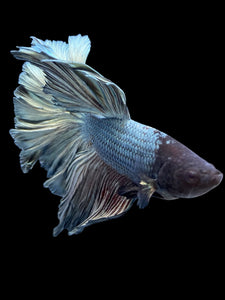 Male Rosetail - Copper #375 - Live Betta Fish