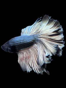 Male Rosetail - Copper #375 - Live Betta Fish