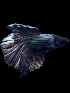 Male Rosetail - Copper #375 - Live Betta Fish