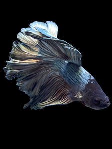 Male Rosetail - Copper #375 - Live Betta Fish