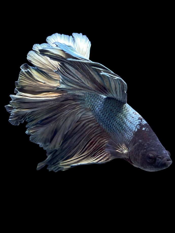 Male Rosetail - Copper #375 - Live Betta Fish