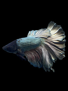 Male Rosetail - Copper #375 - Live Betta Fish